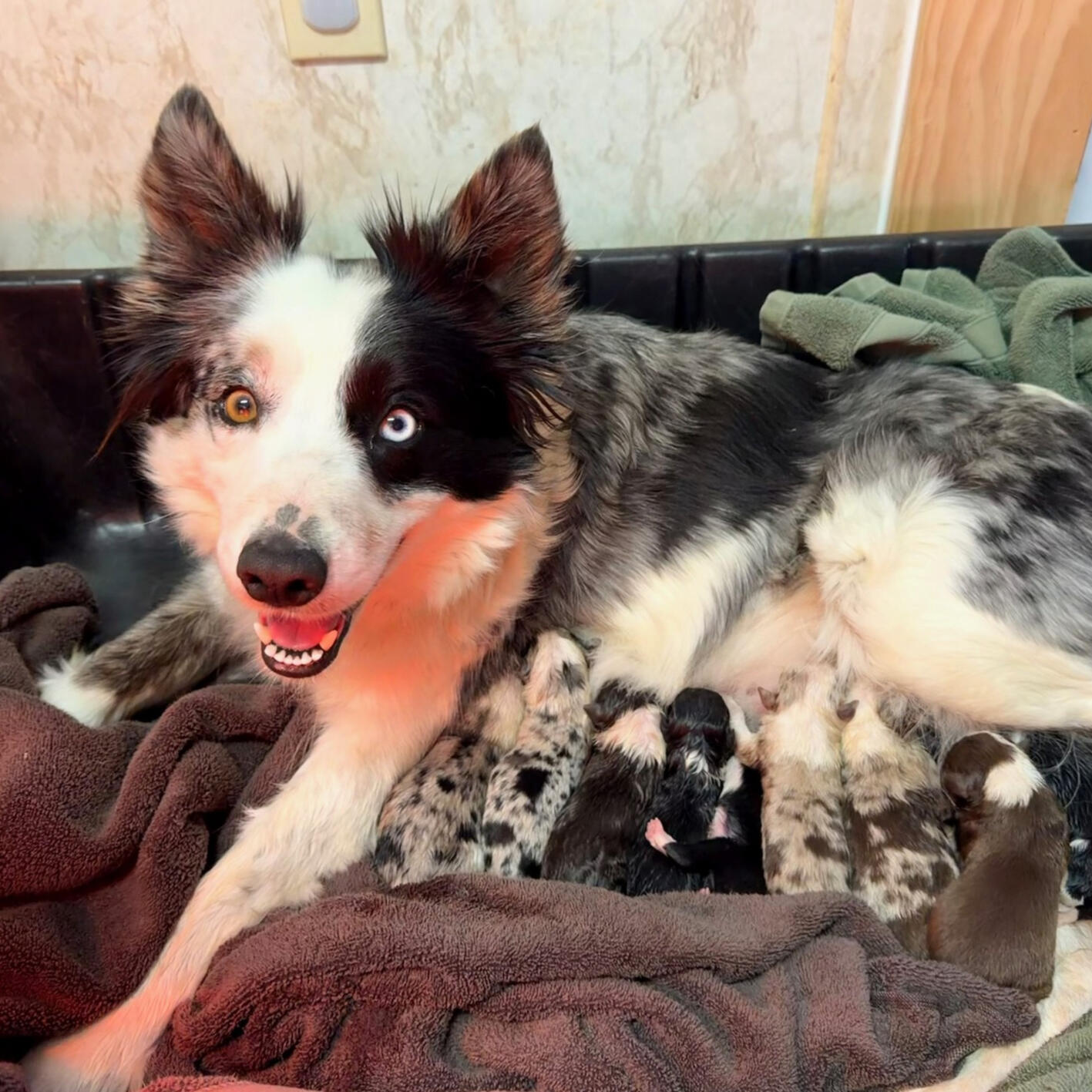 Aspen- keeps the sheep in check &amp; proud new mom of 9 pups