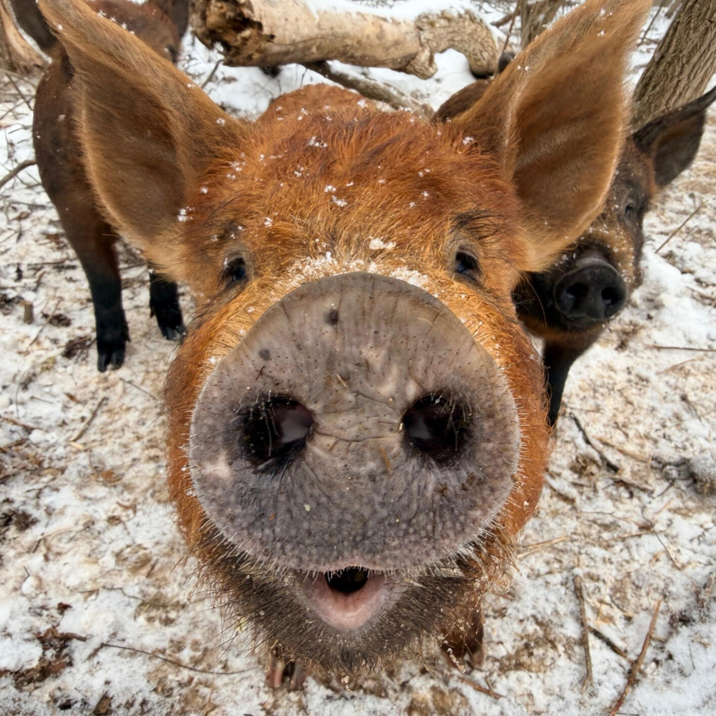Eleanor- our tamworth pigs clear brush, helping us make silvopasture