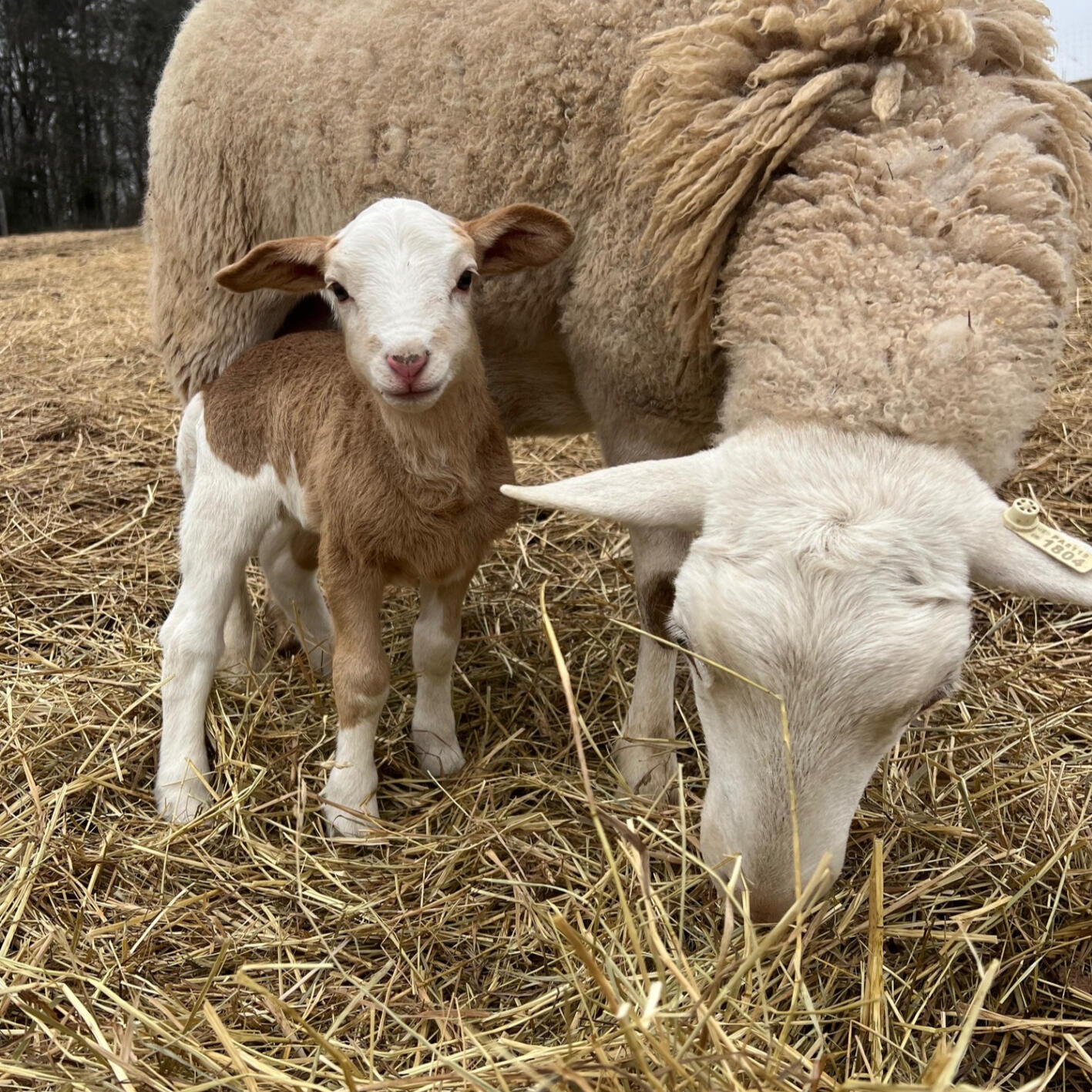 Lauren &amp; Lily - our Katahdin &amp; East Friesian sheep improve the soil, &amp; provide meat and milk