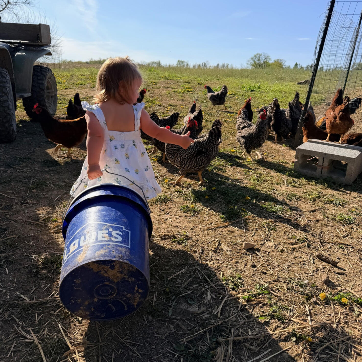 Chickens- pasture raised & livin' their best life, these girlies provide our community with fresh, clean, brown eggs