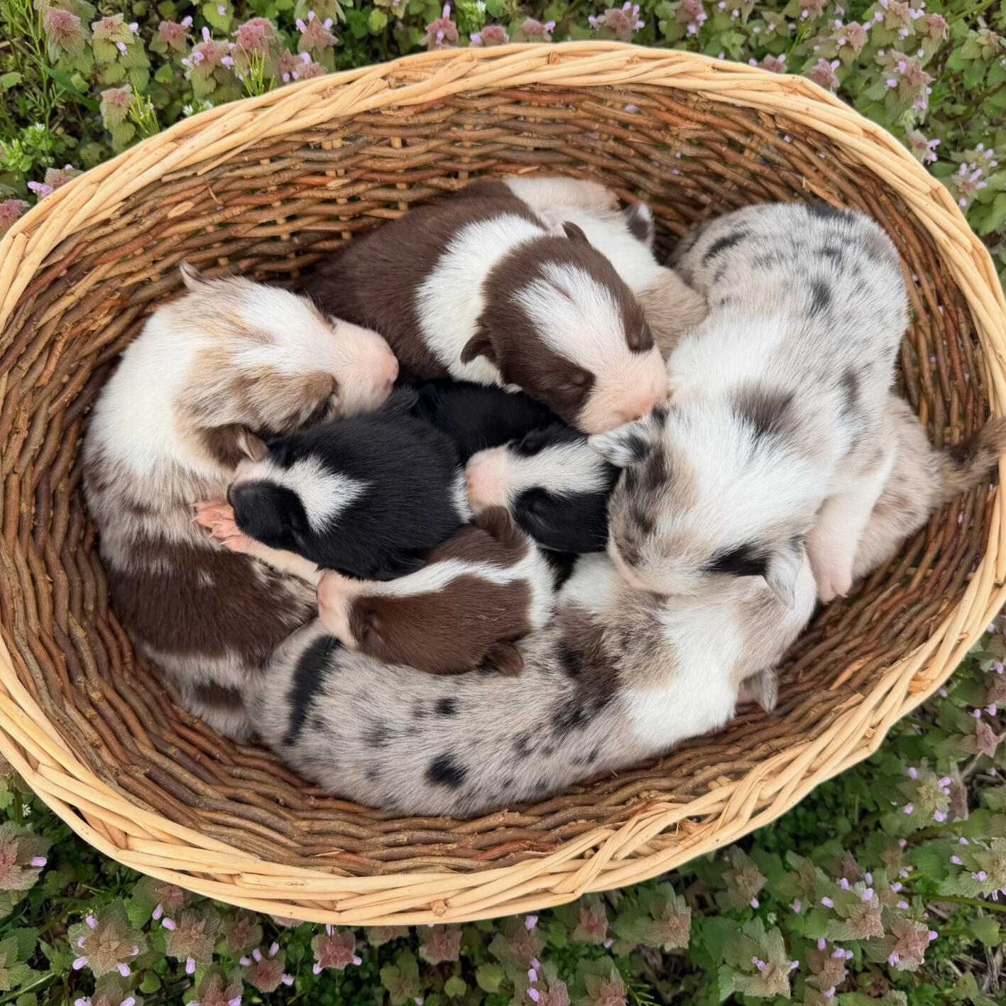 8 ABCA registered border collies. Reach out for adoption details!!