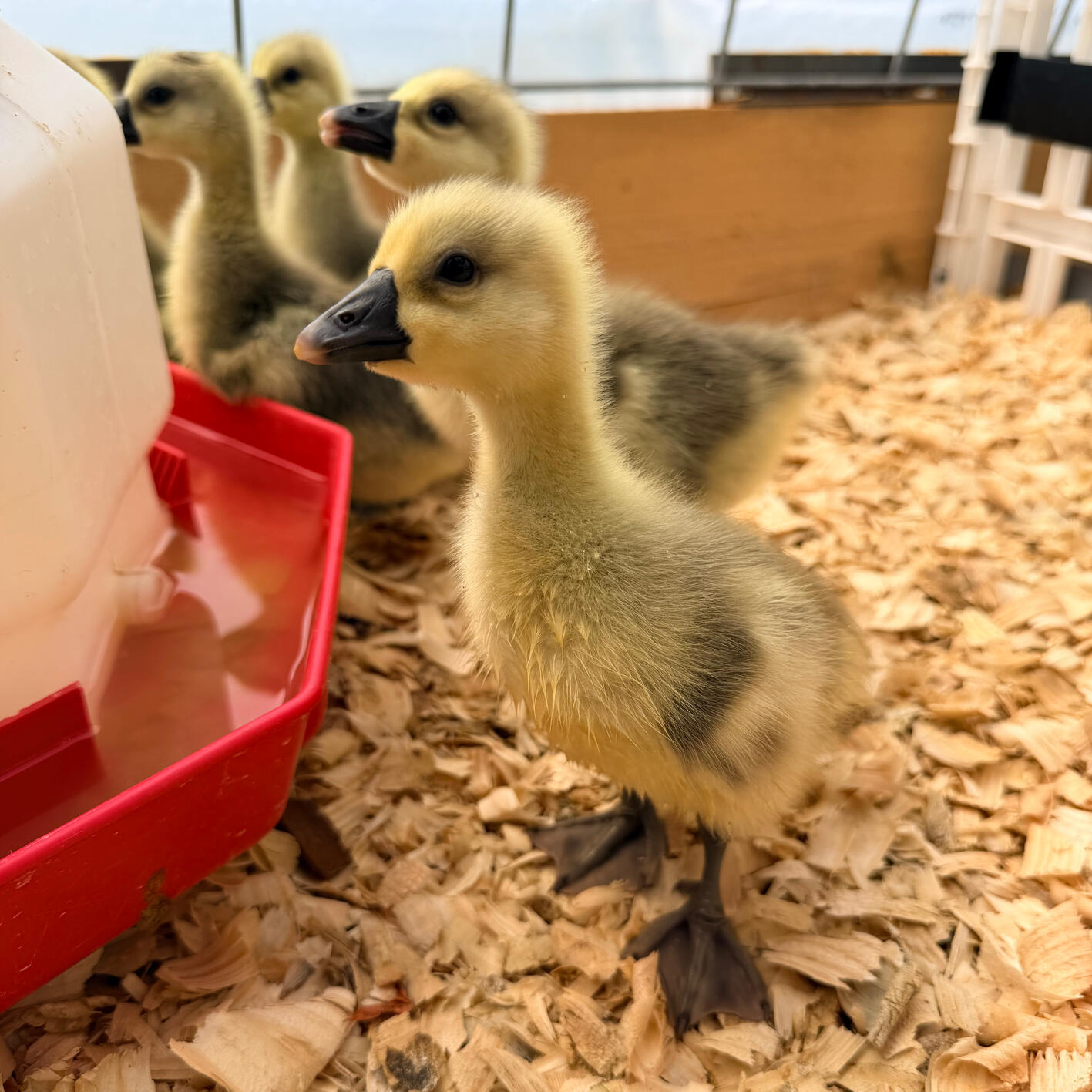 NEW HIRE! our geese will protect our chickens from predators. Reach out for adoption details!!